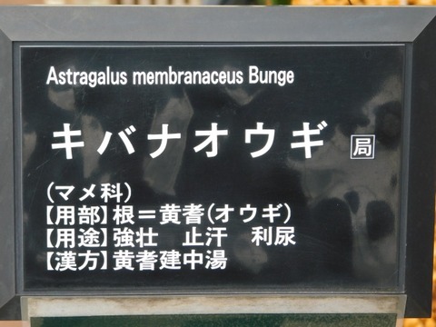 DSCN6275