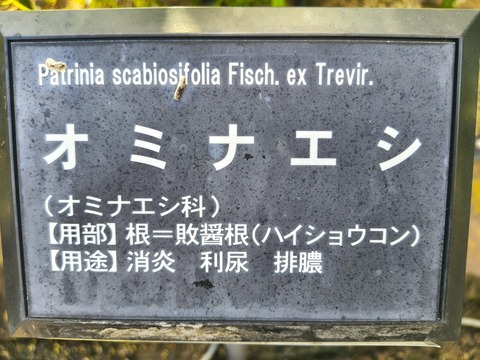 IMG_20260925_071717818_HDR
