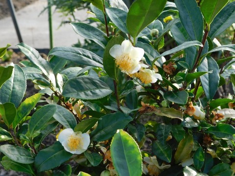 DSCN3258