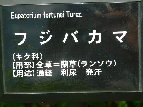 DSCN6070