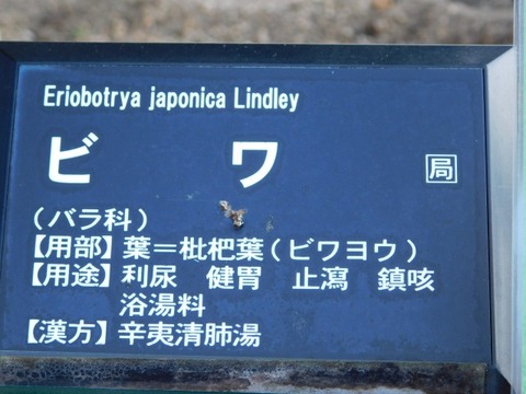 DSCN3440