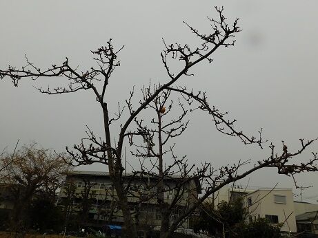 DSCN1183