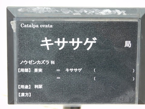 DSCN6972