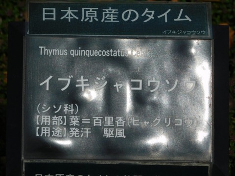 DSCN3716