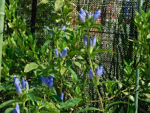 DSCN2210