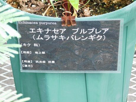 DSCN5318