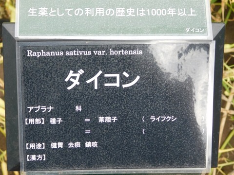 DSCN6879
