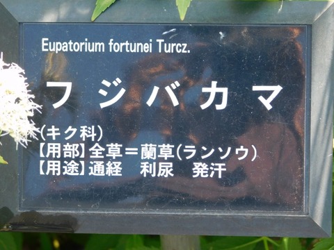 DSCN3125