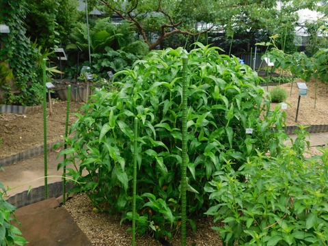 DSCN4320