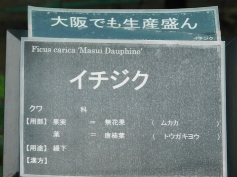 DSCN7507