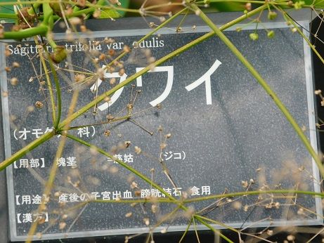 DSCN6029