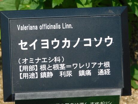 DSCN7720