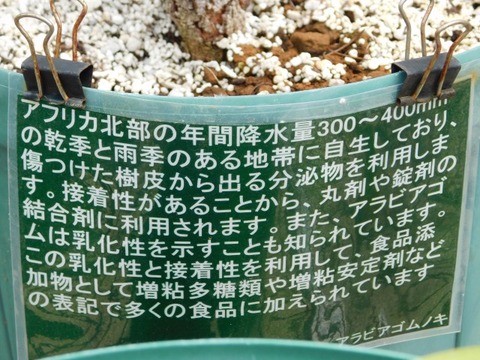 DSCN6918