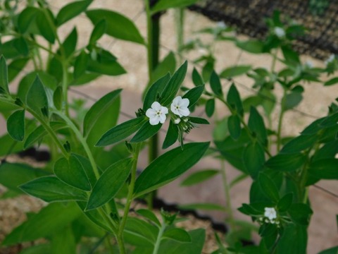 DSCN6848