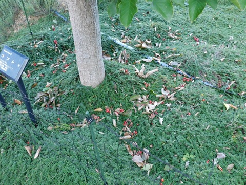DSCN5494
