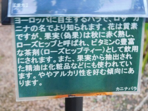 DSCN2731