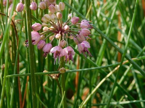 食べることのできる植物4 近畿大学 薬用植物園のブログ