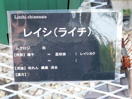 DSCN5869