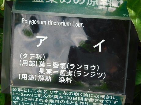 DSCN5976