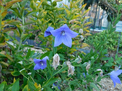 DSCN5509