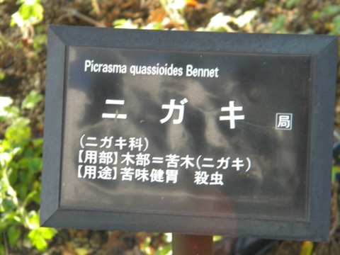 DSCN9966