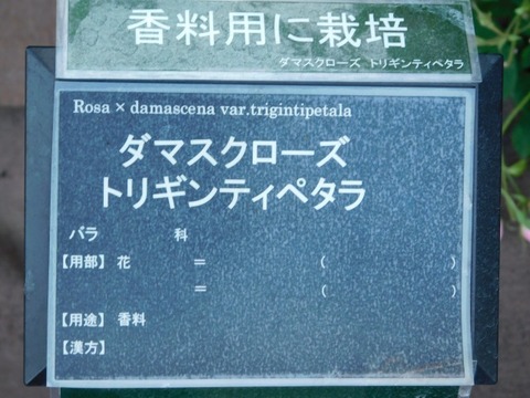 DSCN6680