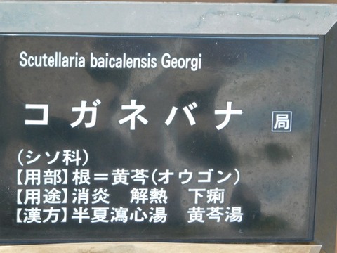 DSCN7406