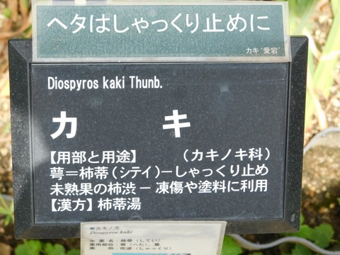 DSCN4202