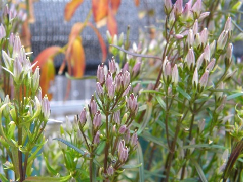 DSCN8373