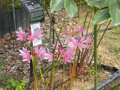 DSCN9920