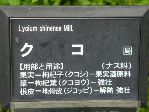 DSCN9935