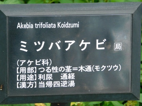 DSCN7097