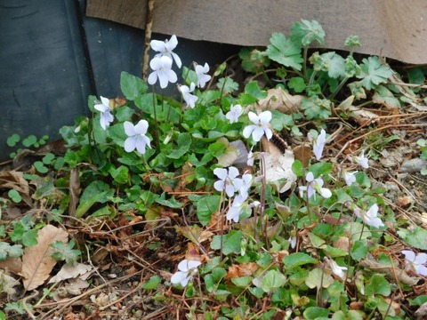 DSCN3665