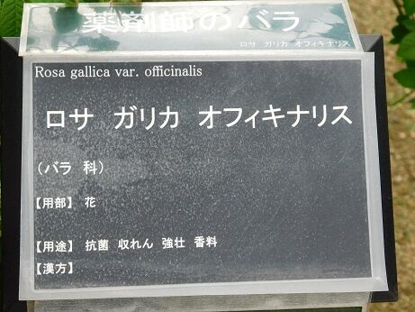 DSCN9478