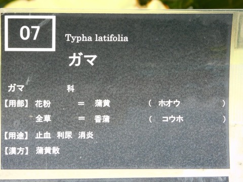 DSCN7448