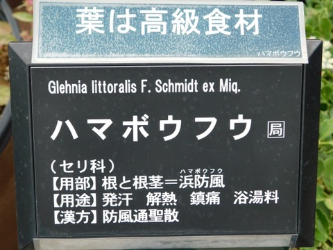 DSCN6847