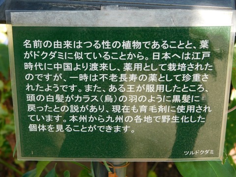 DSCN5399