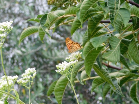 DSCN7493