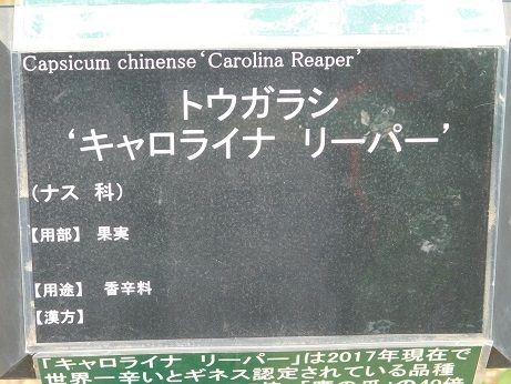 DSCN6064