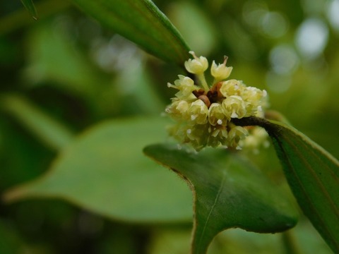 DSCN3676