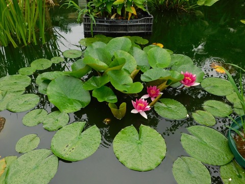 DSCN4343