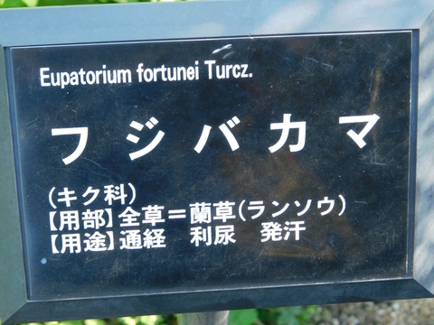 DSCN5434