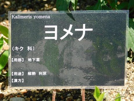 DSCN3451