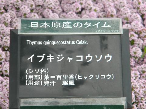 DSCN9006