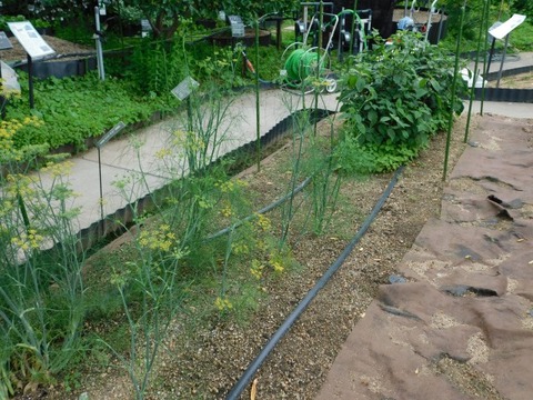 DSCN6796