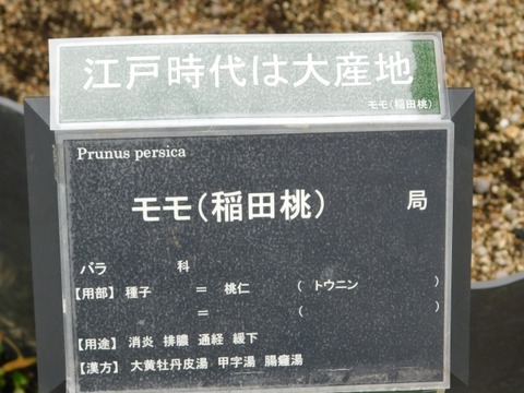DSCN6268