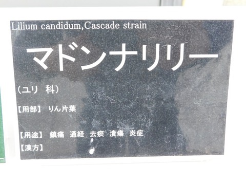 DSCN6727