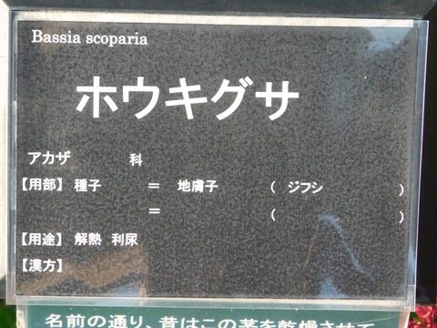 DSCN5530