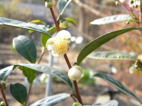 DSCN8536