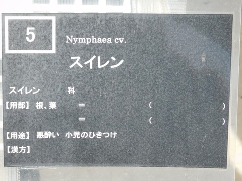 DSCN6608